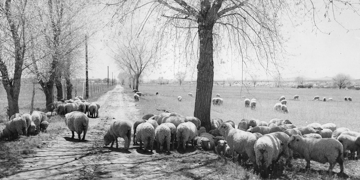 Sheep in the Rio Grande Valley